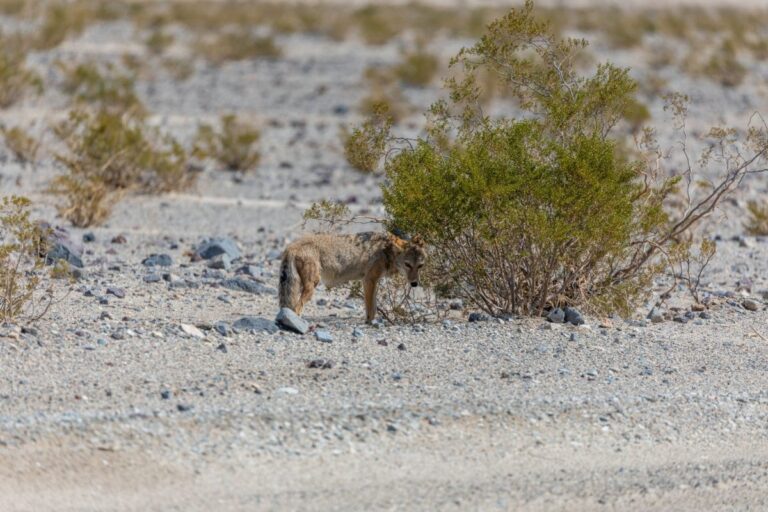 cayote resting beside a bush